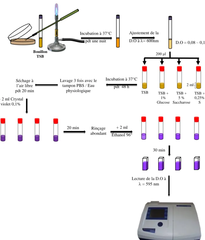 Figure 23. Évaluation de la formation de biofilm des souches bactériennes en fonction  du milieu de culture