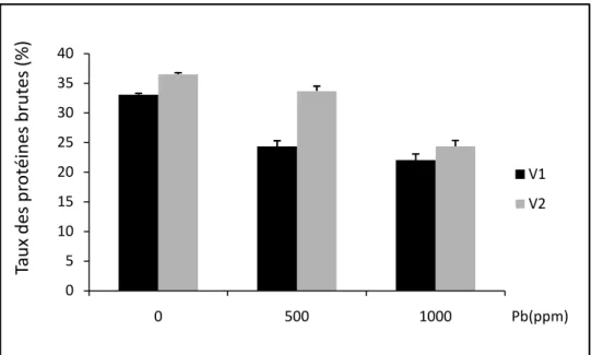 Figure  n°22: l’évolution  des  moyennes  (moyennes  ±  écart-type)  du  taux  des  protéines brutes (%) de V1 (sidi Aïch) et V2 (Super Aguadulce) en fonction de la dose du plomb (0.