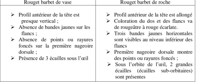 Tableau 2 : Comparaison entre le rouget barbet de vase et le rouget barbet de roche  (Mamuris et al., 1998; Mahé et al., 2005) 