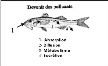 Figure 9 : Transfert des polluants. 