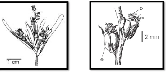 Fig 4 : A gauche : une inflorescence de Posidonia oceanica. A droite : deux fleurs ; les étamines (e) sont situées  à  l’extérieur  ;  on  aperçoit  le  sommet  de  l’ovaire  doté  de  denticulations  susceptibles  d’accrocher  le  pollen  filamenteux (o)