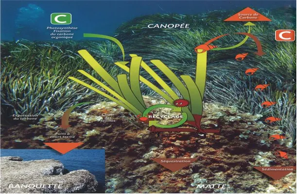 Fig 7 : Relations trophiques au sein de l’écosystème à Posidonia oceanica          