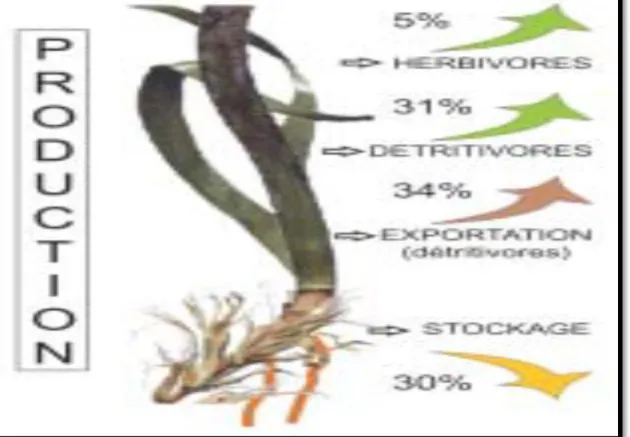 Fig 8 : Devenir de la production primaire (en pourcentage de carbone) de Posidonia oceanica