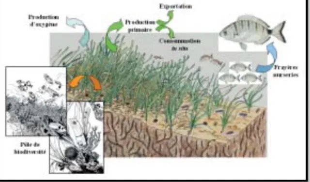 Fig 9: Rôle écologique de l’herbier à Posidonia oceanica. D’après Harmelin (1993 