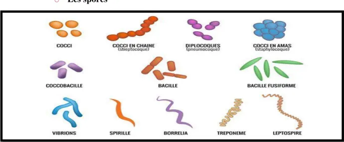 Figure 1:   les formes des  spores. 