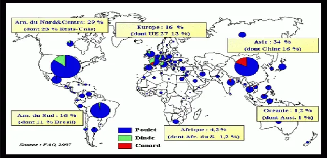 Figure 1 : Répartition géographique de la production mondiale des viandes (FAO, 2007)  1.1.1