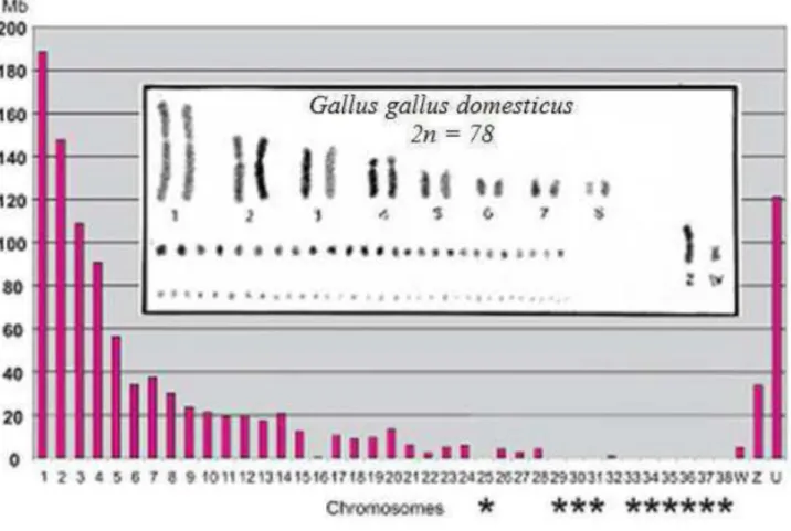 Figure 7 : Séquences et chromosomes de Gallus gallusdomesticus(Loukou, 2013) 