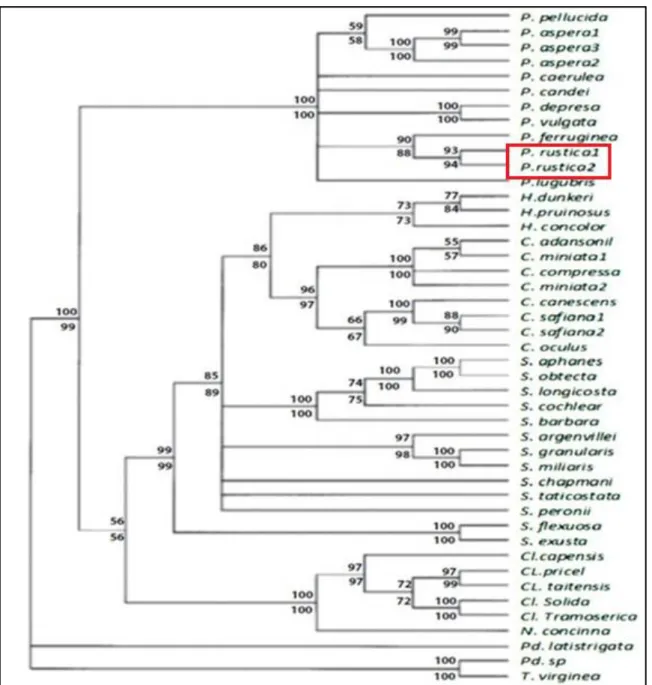 Figure 6 :  Position phylogénétique de P. rustica dans un arbre phylogénétique des espèces de la famille des patellidés  établit  par  la  méthode  de  maximum  de  parcimonie