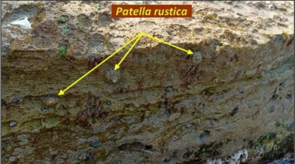 Figure 9: L'espèce Patella rustica dans son milieu naturel (étage supralittorale).  