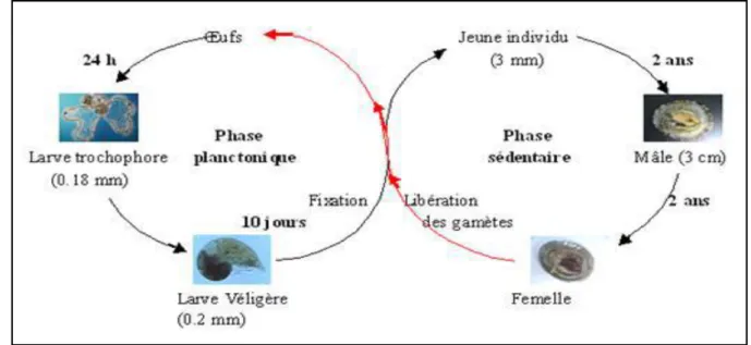 Figure 11 : Cycle biologique de la patelle (Zegaoula, 2014). 