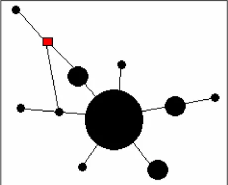 Figure  16 :  Exemple  de  réseau  d’haplotypes.  Chaque  cercle  correspond  à  un  haplotype  ;  la  taille  du  cercle  est  proportionnelle à la fréquence de l’haplotype dans le jeu de données