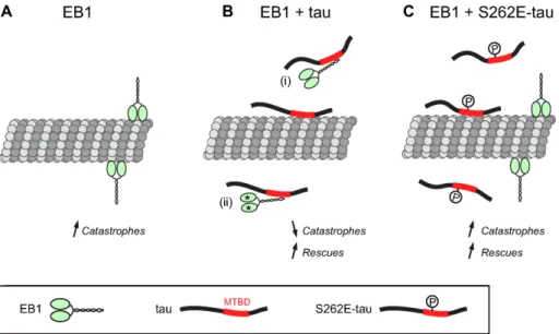 FIGURE 7:  Model for the inhibitory activity of tau on EB tracking at microtubule ends