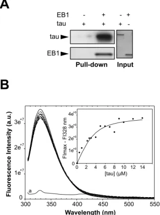 Figure  S3.  EB1  directly  interacts  with  tau.  (A)  Pull-down  assay  of  tau  and  biotinylated-EB1