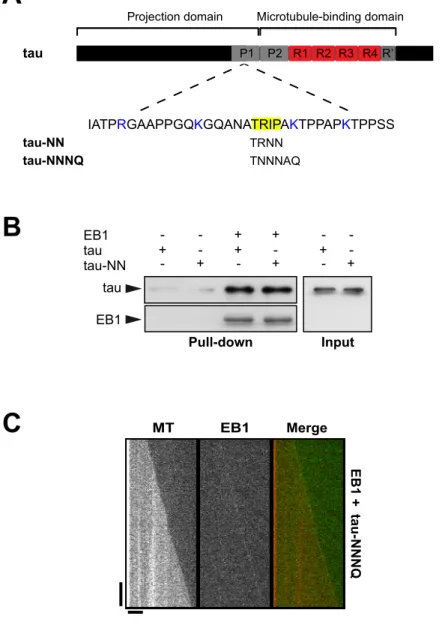 Figure S4. Mutations of the putative SxIP EB1-binding motif of tau does not affect  tau/EB1 interaction and does not prevent tau-dependent inhibition of EB1  end-trac-king