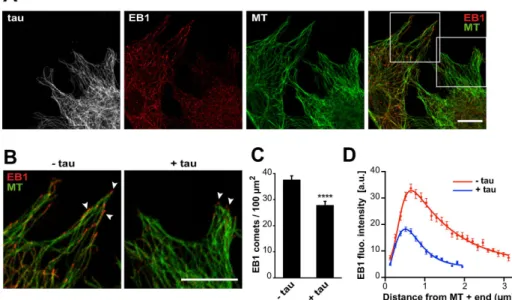 FIGURE 2:  Tau inhibits EB localization at microtubule ends in fibroblasts. (A) Mouse embryonic  fibroblasts were transfected with pEGFP-tau and stained for EGFP (tau, gray), EB1 (red), and  tubulin (MT, green)