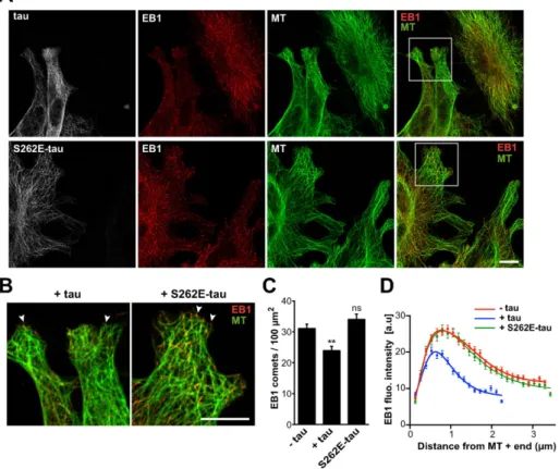 FIGURE 6:  S262E-tau does not inhibit endogenous EB1 localization at microtubule ends