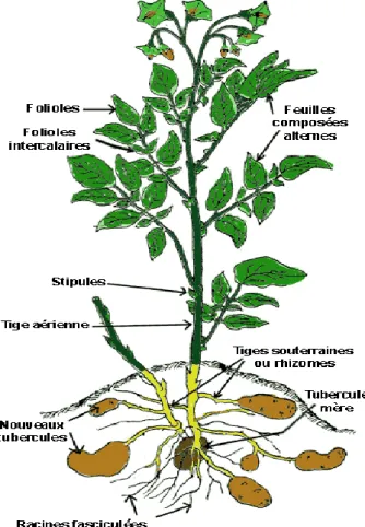 Figure 1 : plant de pomme de terre (Soltner, 2005)  I.2.2.1. Les tiges  