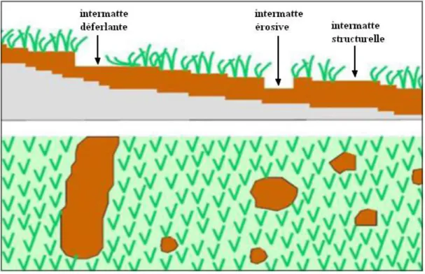 Figure  14 :  Schéma  de  l’herbier  de  plaine.  En  haut,  coupe  perpendiculaire  à  la  côte,  montrant  une  intermatte  déferlante,  une  intermatte  érosive  et  une  intermatte  structurelle