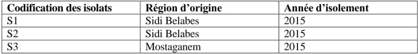 Tableau 1 : Origine des isolats de Verticillium dahliae et codification adoptée. 