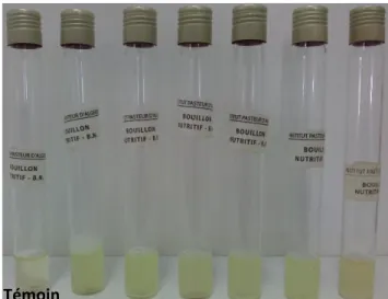 Figure 5 : Rajeunissements d'une série de souches de  Pseudomonas spp. fluorescents (à gauche, témoin 