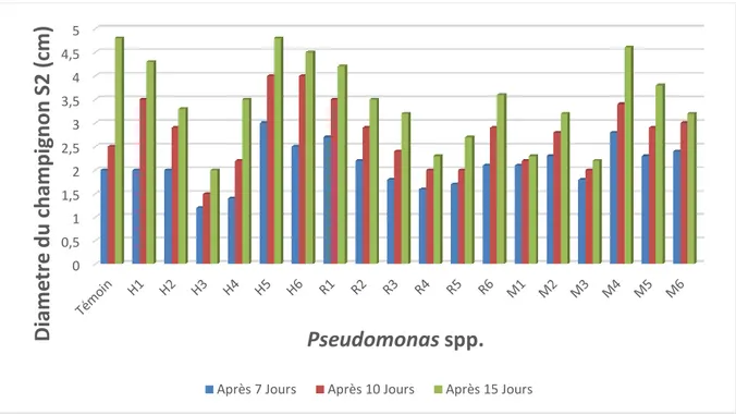 Figure 23 : Effet antagoniste des Pseudomonas spp. fluorescents sur la croissance mycélienne du Verticillium  dahliae (S2) 