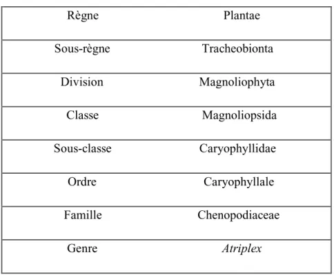 Tableau  01:  Classification  classique  et  phylogénétique  du  genre  Atriplex  (Anonyme 2011)