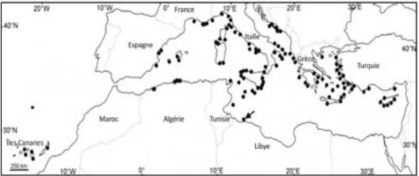 Figure 3 : Première identification de Caulerparacemosa en Libye en 1991 (flèche) et  localisations déterminées depuis (points) en Méditerranée et aux îles Canaries
