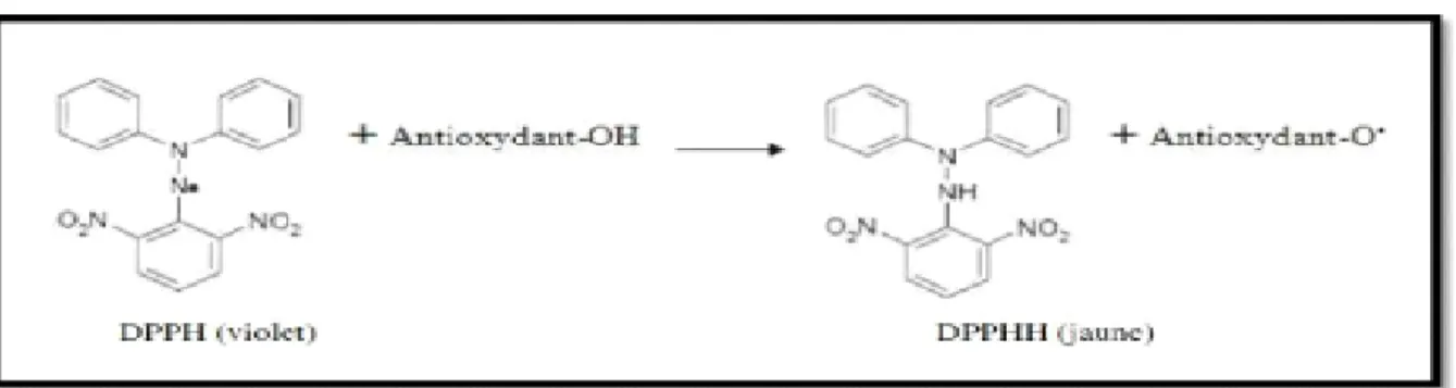 Figure 8 : Mécanisme réactionnel intervenant lors du test DPPH entre l’espèce  radicalaireDPPH et un antioxydant 