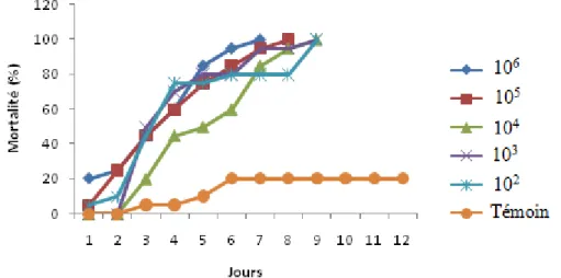 Figure 59 : Effet de différentes concentrations de spores de Beauveria bassiana  sur la mortalité des larves de P