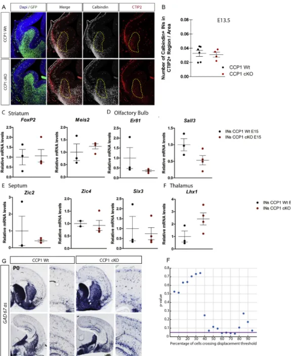 Figure S5. Analysis of the Interneuron Distribution in Distinct Regions of the Forebrain of CCP1 cKO and WT Embryos, Related to Figures 4 and 5 and Table S1