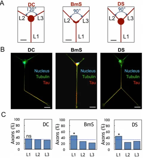 Figure 1. Effect of soma constraints on axonal polarization. (A) Design of patterns DC, BmS, and DS; L1–L3 directions are indicated