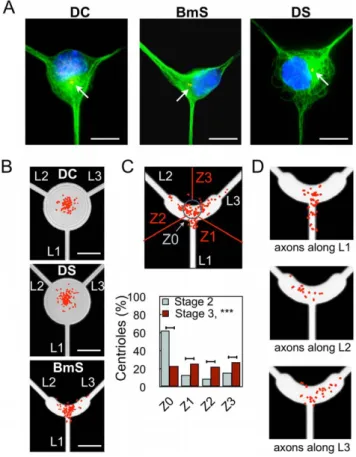 Figure 2. Effect of soma constraints on centrosome position. (A) Microtubule labeling (green), highlighting the different organizations of microtubules in DC, BmS, and DS patterns