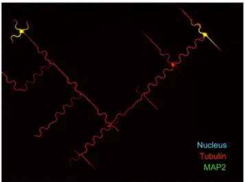 Figure 5. 7 DIV neurons spread over DW4 patterns. Dendritic marker MAP2 (green), microtubules (tubulin in red) and nuclei (Hoechst staining, blue)