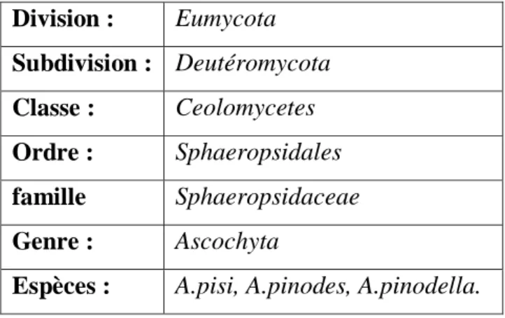 Tableau 7: classification d’Ascochyta  Division :     Eumycota  Subdivision :   Deutéromycota  Classe :  Ceolomycetes  Ordre :  Sphaeropsidales  famille  Sphaeropsidaceae  Genre :  Ascochyta 