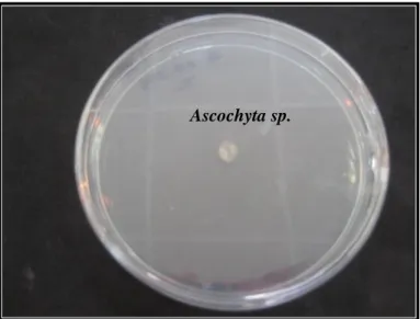 Fig. 6 : Test de confrontation directe pour le  témoin sur milieu PDA. 