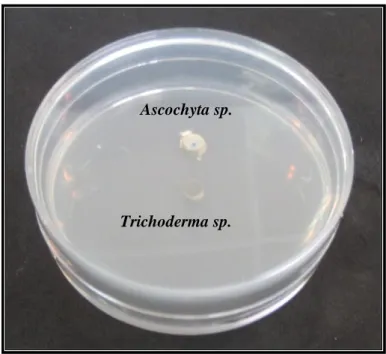 Fig. 7 : Dispositif utilisé pour tester l’influence des substances volatile émises par          Trichoderma sp