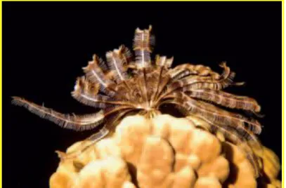 Figure 9: Image d‟une Crinoïde ou comatule (Lamprometra sp.)  Source :  www.jcgrignard.com