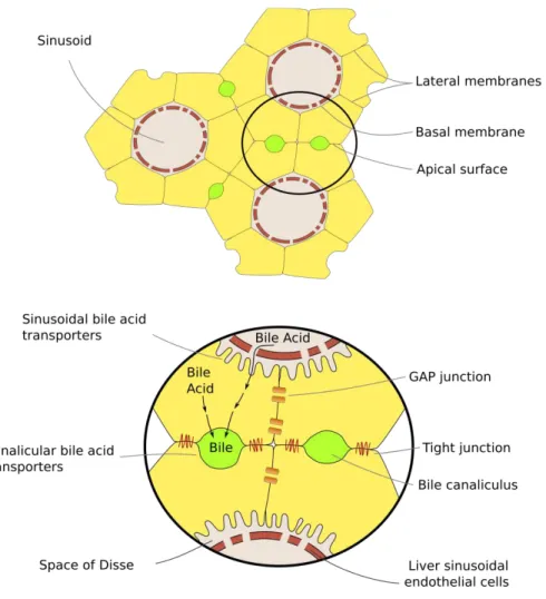 Figure  2  Schematic  representation  of  the  interconnection  among  hepatocytes.  Each  cell  is  located  in  the  interface  between  bile  canaliculi  and  sinusoids  and,  therefore,  highly  polarized