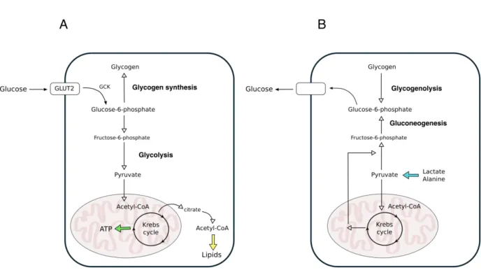 Figure  5  Simplified  scheme  of  glucose  metabolism.  (A)  Principal  biochemical  pathways  acting  in  the  postprandial  phase  to  consume  and  store  glucose;  (B)  Principal  biochemical  pathways  in  the  postabsorptive  glucose  production:  l