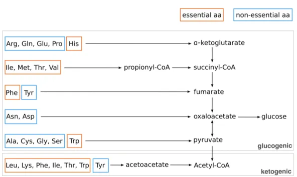 Figure 6 Scheme of essential and non-essential amino acids in human and their classification according to the  energetic pathway in which they take part once degraded