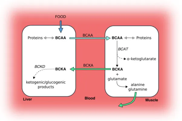Figure  7  Simplified  scheme  of  the  cooperation  between  liver  and  skeletal  muscle  for  the  catabolism  of  branched-chain amino acids (BCAA)