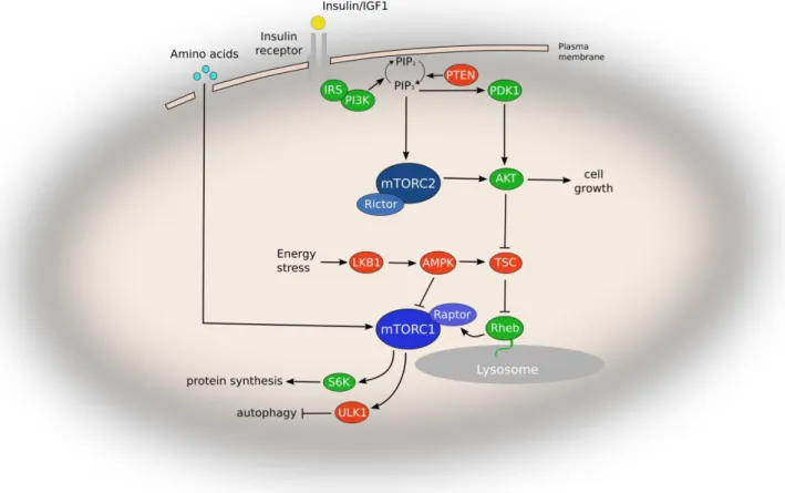 Figure  8  Simplified  representation  of  mTOR  signaling  pathway  in  mammalian  cells