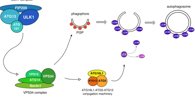 Figure 9 Simplified representation of autophagy induction in mammalian cells.  Upon autophagy initiation, the  Ulk1 complex recruits the VPS34 complex, which leads  to the production of phosphatidylinositol 3-phosphate  (PI3P)  at  the  phagophore