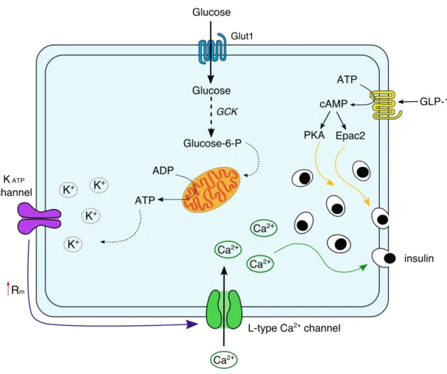 Figure  10  Schema  of  insulin  secretion  in  response  to  glucose.  Glucose  enters  the  cell  through  the  glucose  transporter  Glut1  (human)  and  is  phosphorylated  by  glucokinase  (GCK)