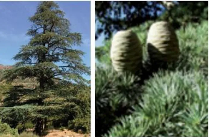 Figure  10 :  Arbre  de  Cedrus  atlantica  Manetti  et  caractéristiques  des  feuilles  et  des  fruits  (d’après Ghanmi et al., 2011)