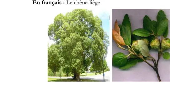 Figure 11 : Arbre de Quercus suber L.  et caractéristiques des feuilles et des fruits             (http://penninckxplantes.penninckx.org/Quercussuber.php) 