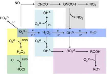 Figure 14 : Formation en  cascade des différentes espèces oxygénées réactives à partir du  radical superoxyde (Koechlin-Ramonatxo, 2006)
