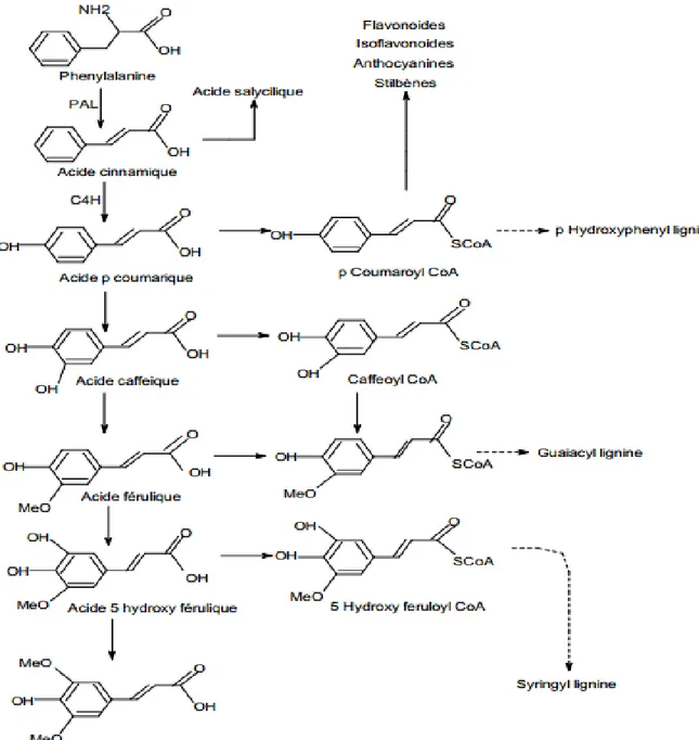 Figure 18 : La voie de phénylpropanoide (Hoffmann et al., 2004)  2.3.3.  Principales classes des composés phénoliques: 