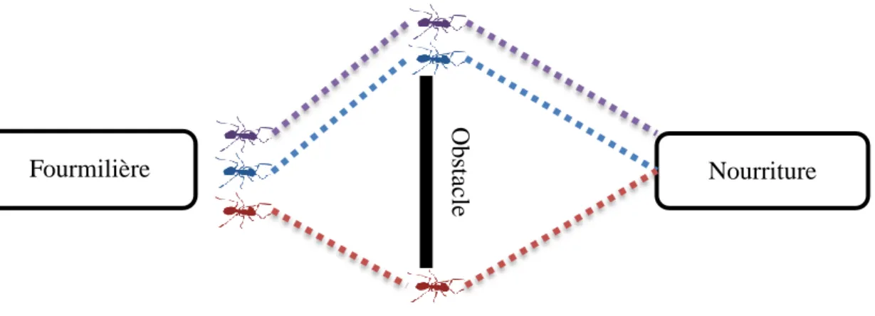 Figure 1.18. Déplacement des fourmis vers une source de nourriture avec un obstacle 