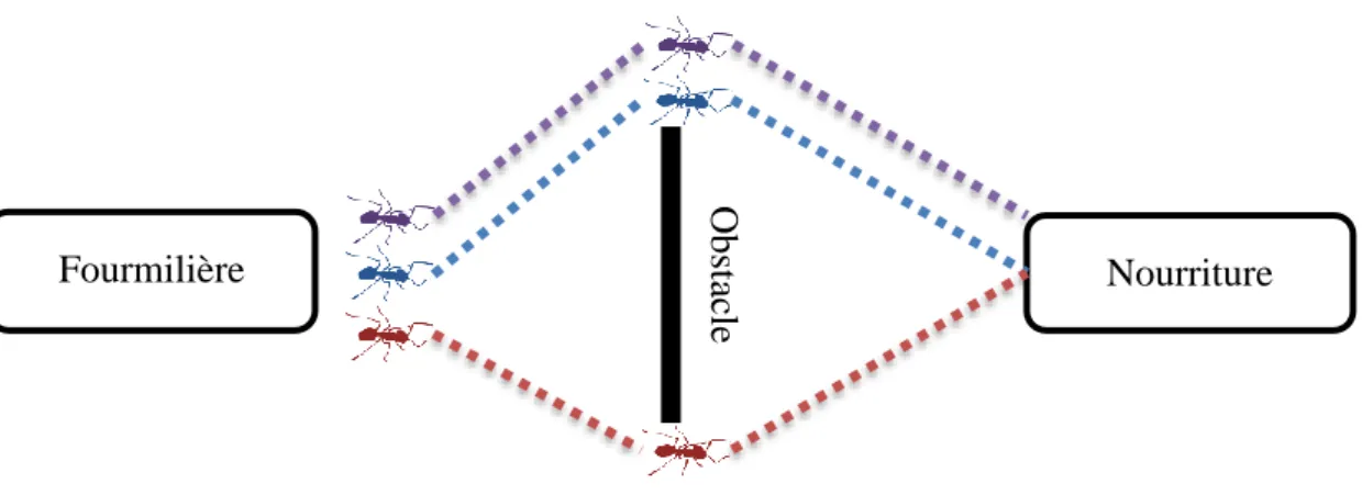 Figure 1.18. Déplacement des fourmis vers une source de nourriture avec un obstacle 